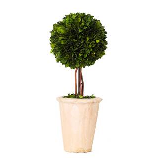 Real Preserved Boxwood Evergreen Globe Tree Topiary in Terracotta Planter Green Plant for Home Decor (Single B