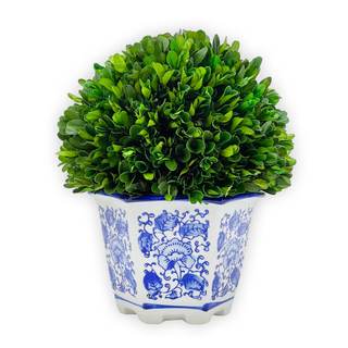 Galt International 9.5" Naturally Preserved Real Boxwood Ball in Hand-Painted Blue & White China Pot Planter G