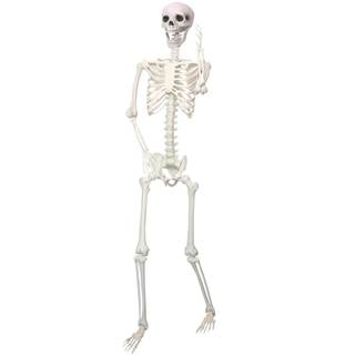 5.9Ft/180cm Giant Skeleton Poseable Skeleton Realistic Full Body Bones for Halloween Decorations